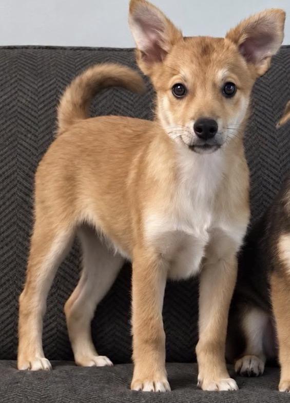 Sonny, Adoptable, Puppy Male Jack Russell Terrier & Pomeranian.