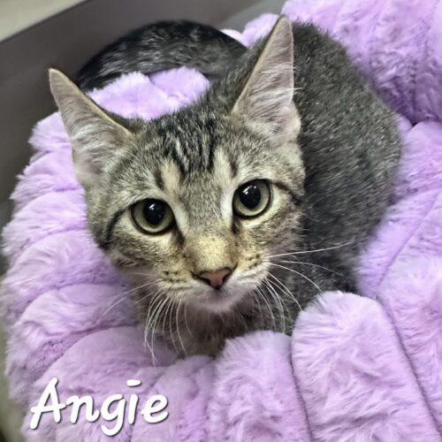Angie, Adoptable, Kitten Female Tabby & Domestic Short Hair.