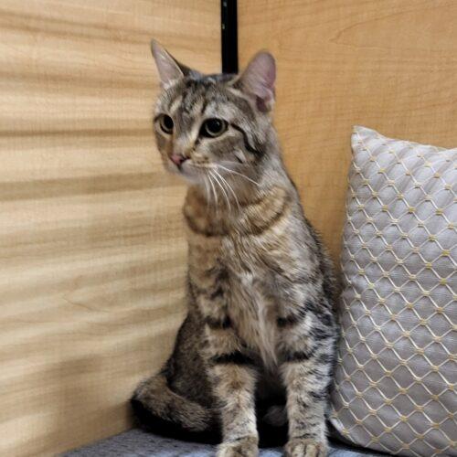 Enlarge Angie, a Adoptable mixed breed in Gilbert, AZ image 2/2