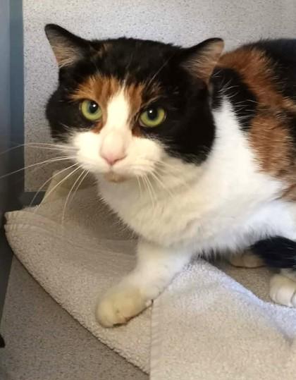 Enlarge Chocolate, an adopted mixed breed in Waupaca, WI image 1/1