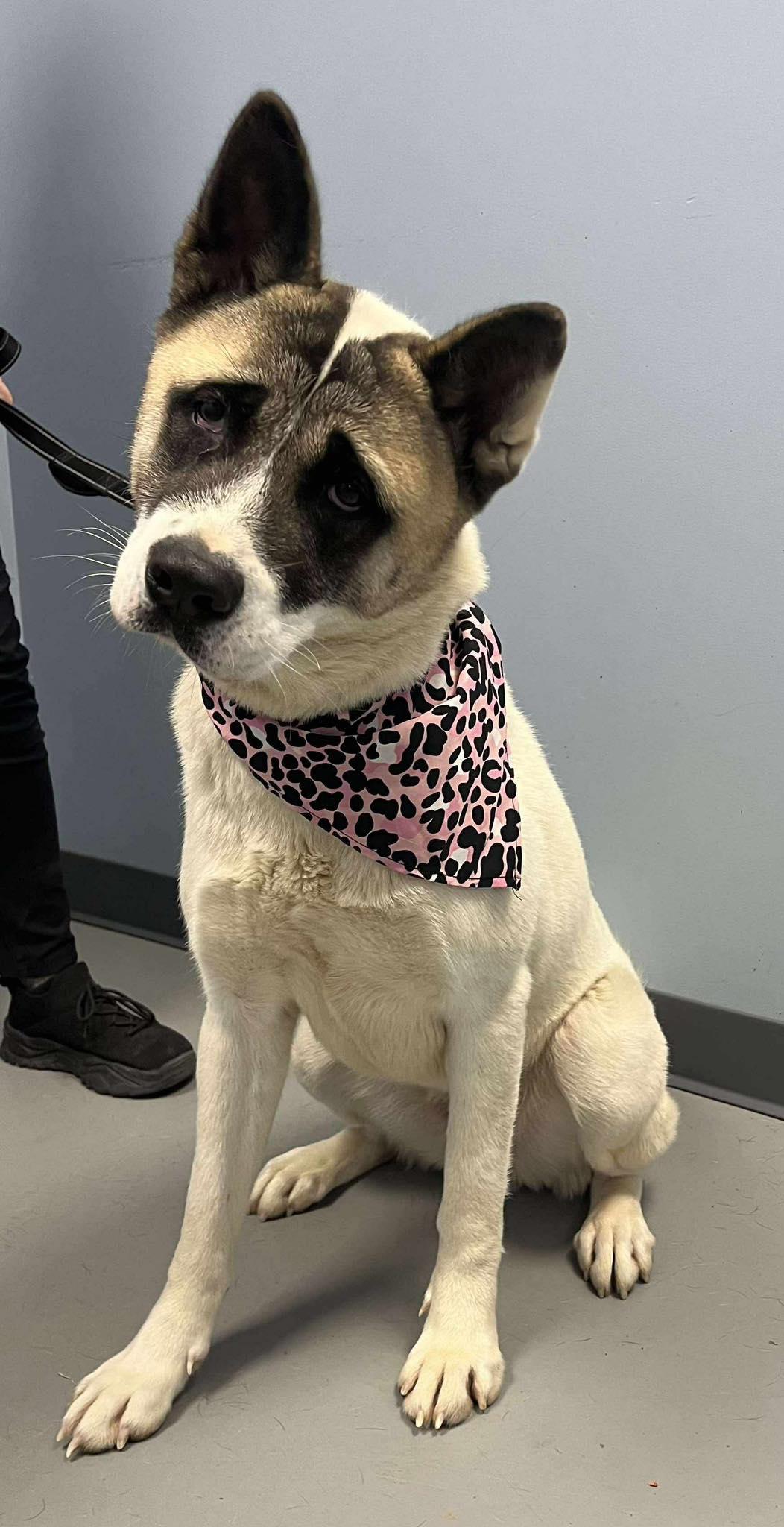 Enlarge Kay, an adopted mixed breed in Zanesville, OH image 3/3