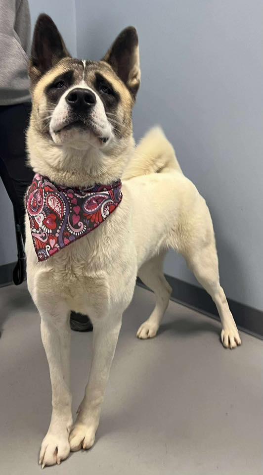 Enlarge Kay, an adopted mixed breed in Zanesville, OH image 2/3