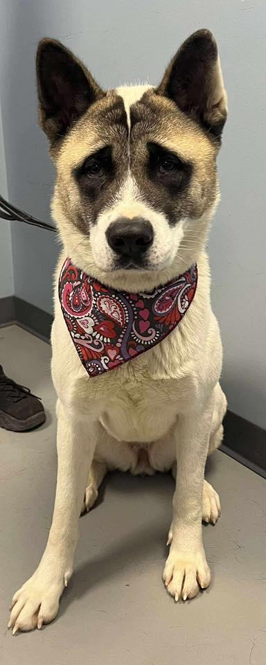 Kay, adopted, Adult Female Akita.