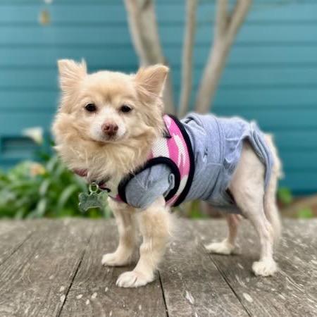 Sugar Cookie — thumbnail 3