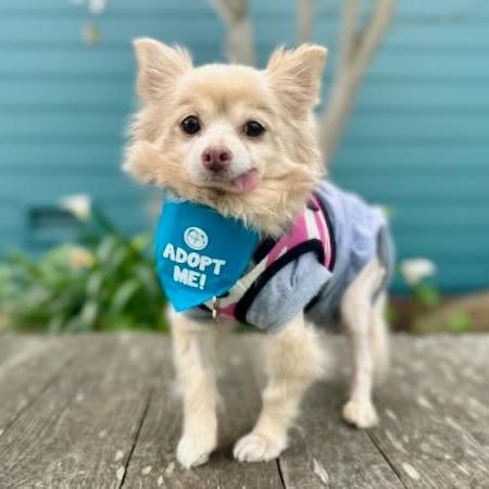 Sugar Cookie — thumbnail 4