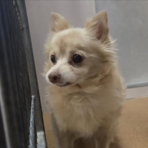 Sugar Cookie — thumbnail 5