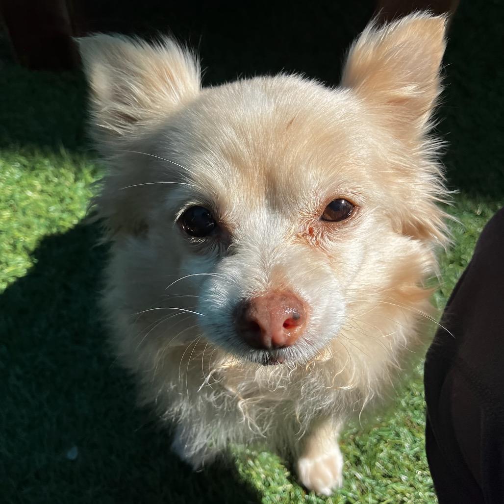 Sugar Cookie — thumbnail 6