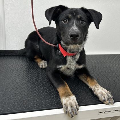 Lassie, Adoptable, Young Female Cattle Dog & Mixed Breed.