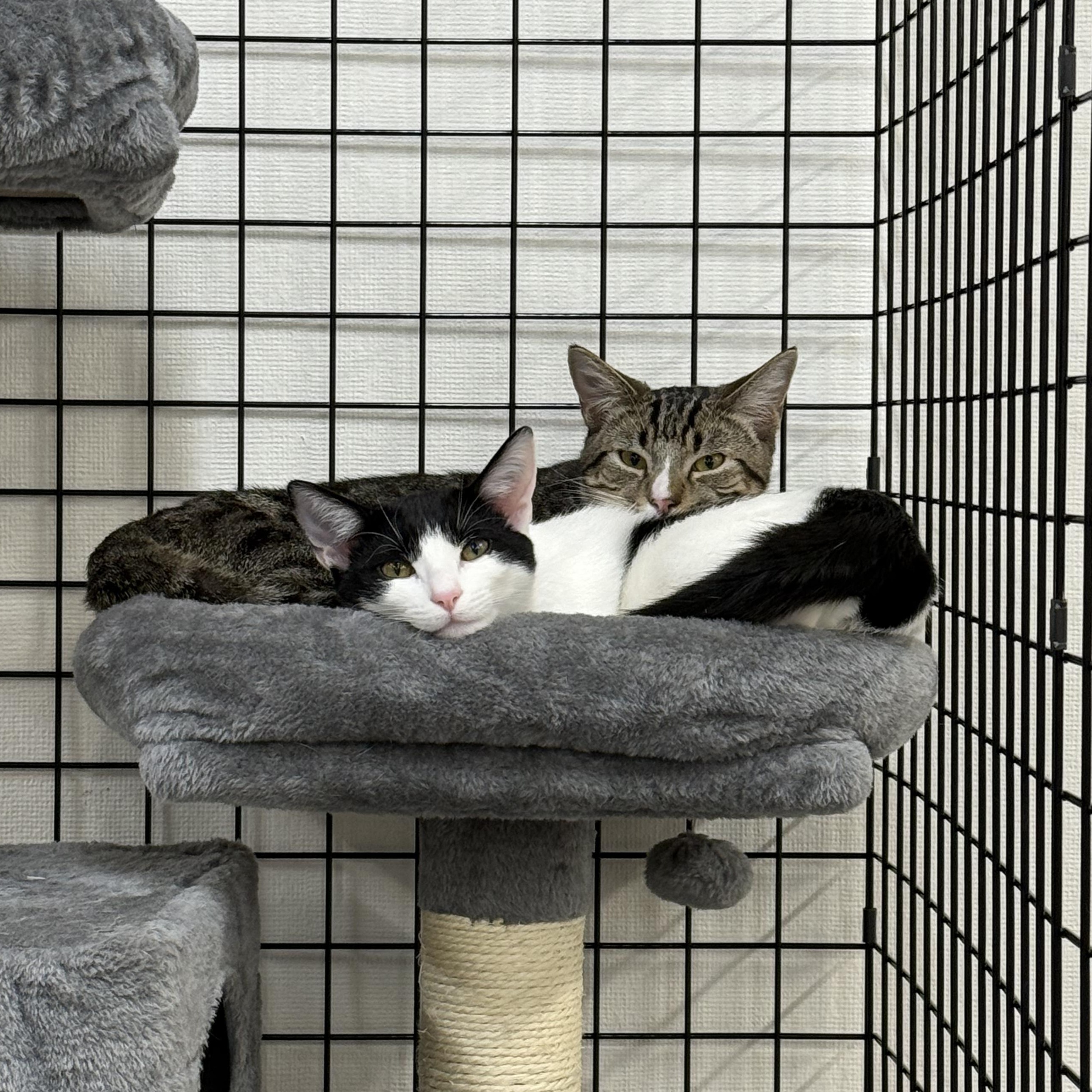 Enlarge Carol, a ADOPTABLE Domestic Short Hair in Walnut Creek, CA image 3/6