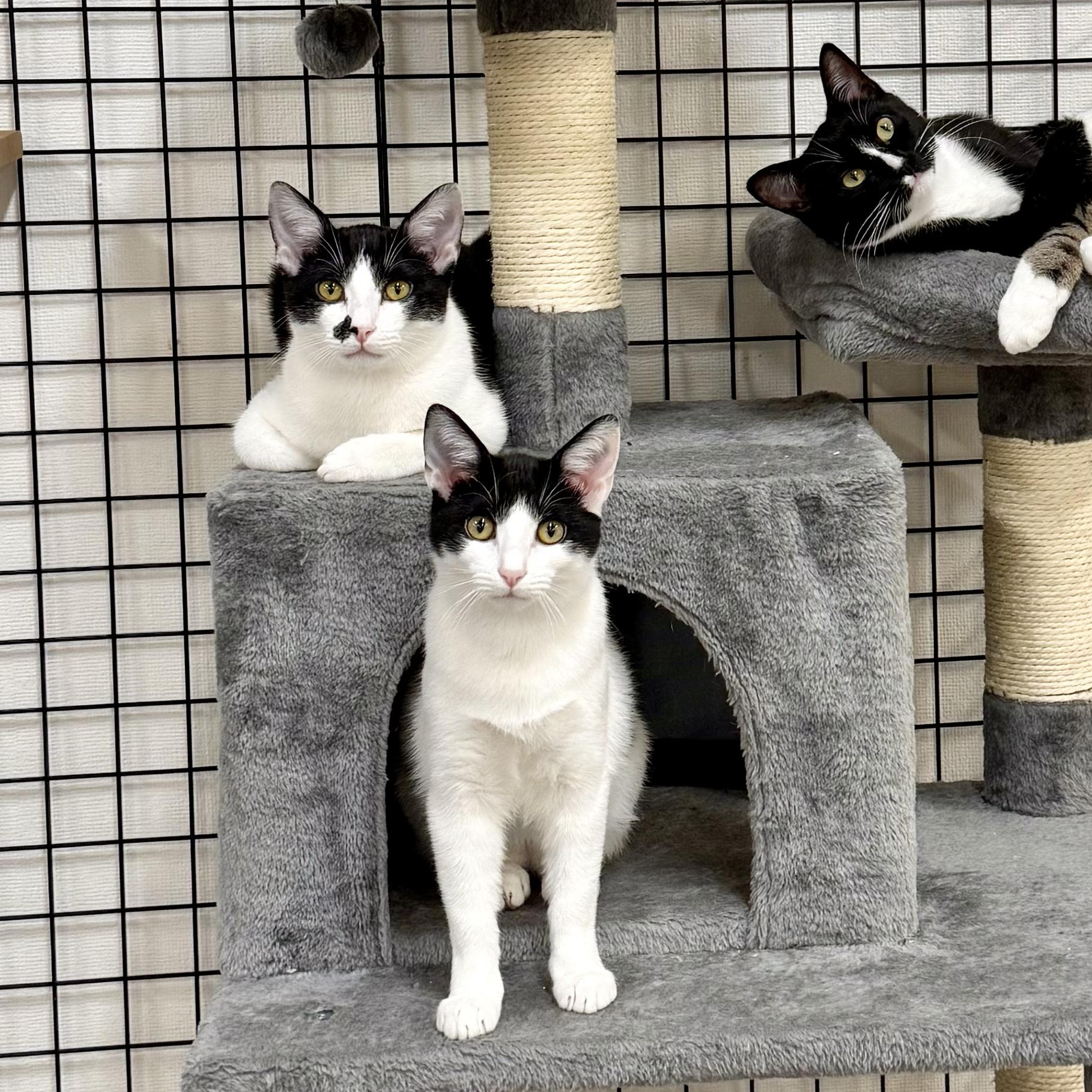 Enlarge Carol, a ADOPTABLE Domestic Short Hair in Walnut Creek, CA image 6/6