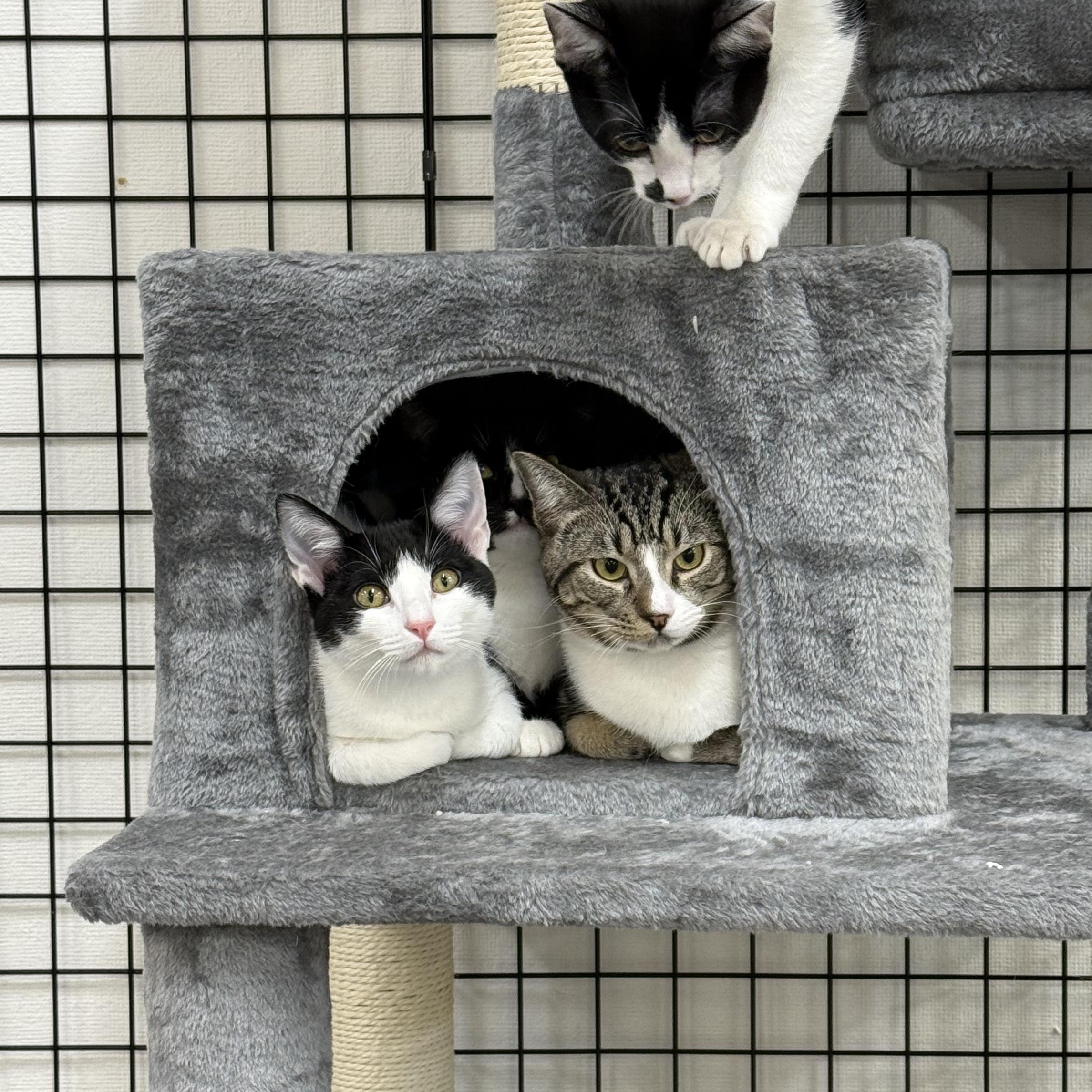 Enlarge Carol, a ADOPTABLE Domestic Short Hair in Walnut Creek, CA image 4/6