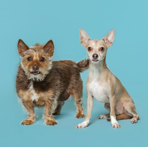 Enlarge Rosebud, a Adoptable mixed breed in Knoxville, TN image 2/3