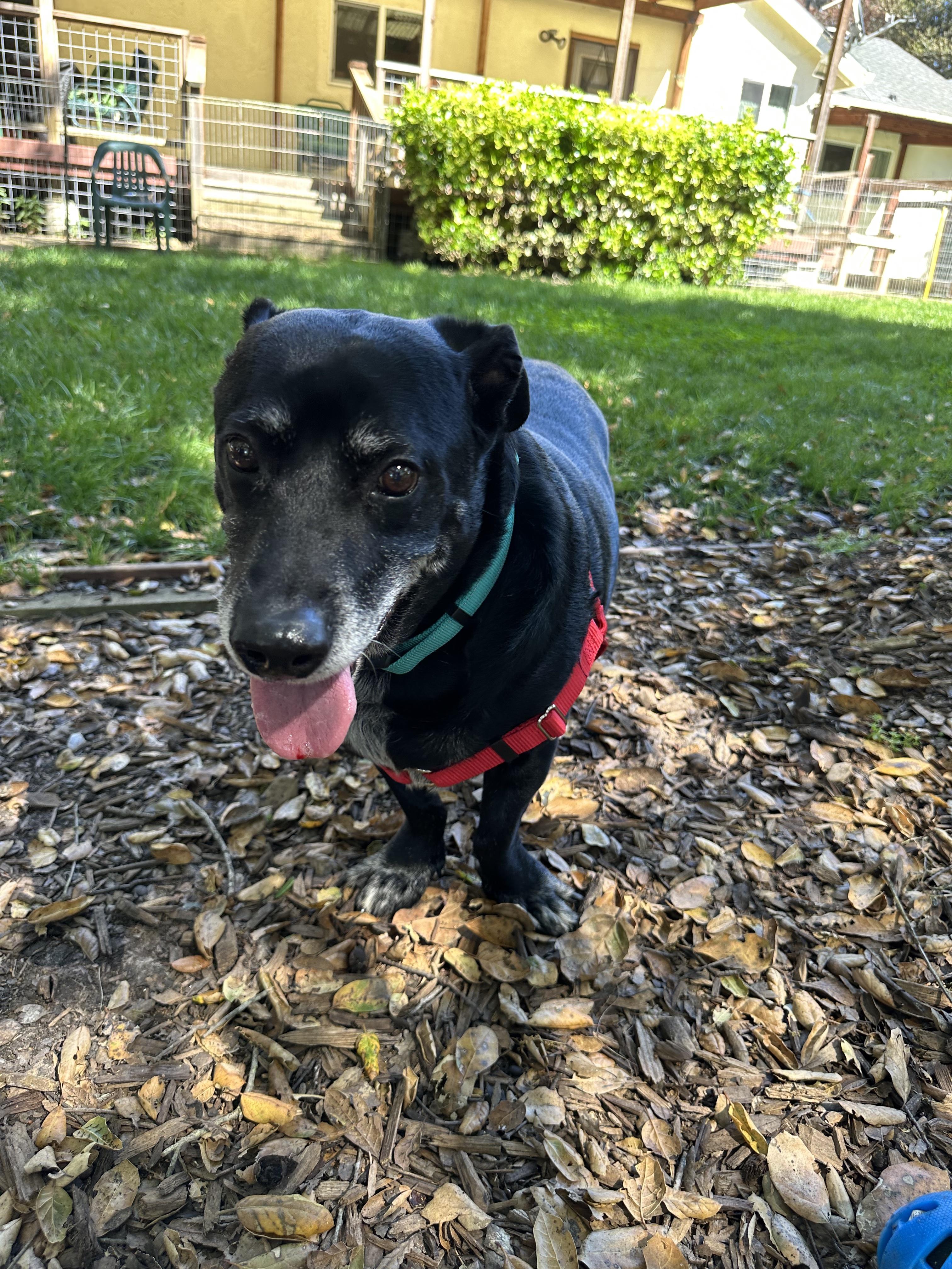 Buddy, ADOPTABLE, Senior Male Labrador Retriever & Basset Hound.