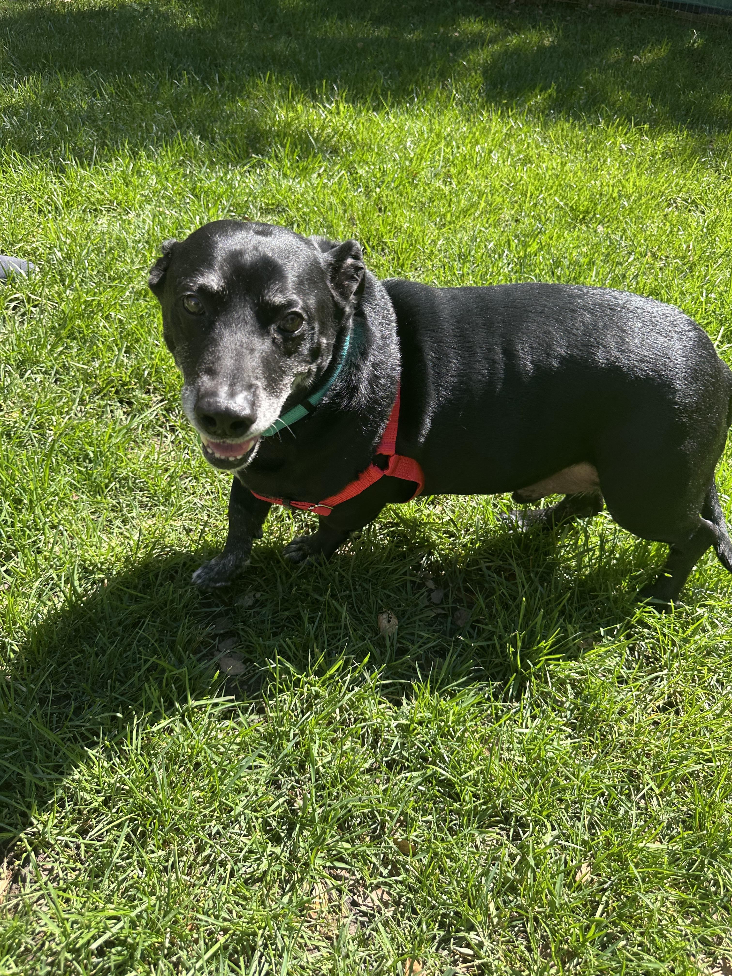 Enlarge Buddy, a ADOPTABLE mixed breed in Petaluma, CA image 2/2