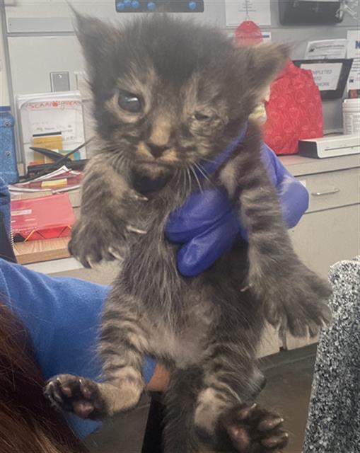 SUNSHINE — thumbnail 2