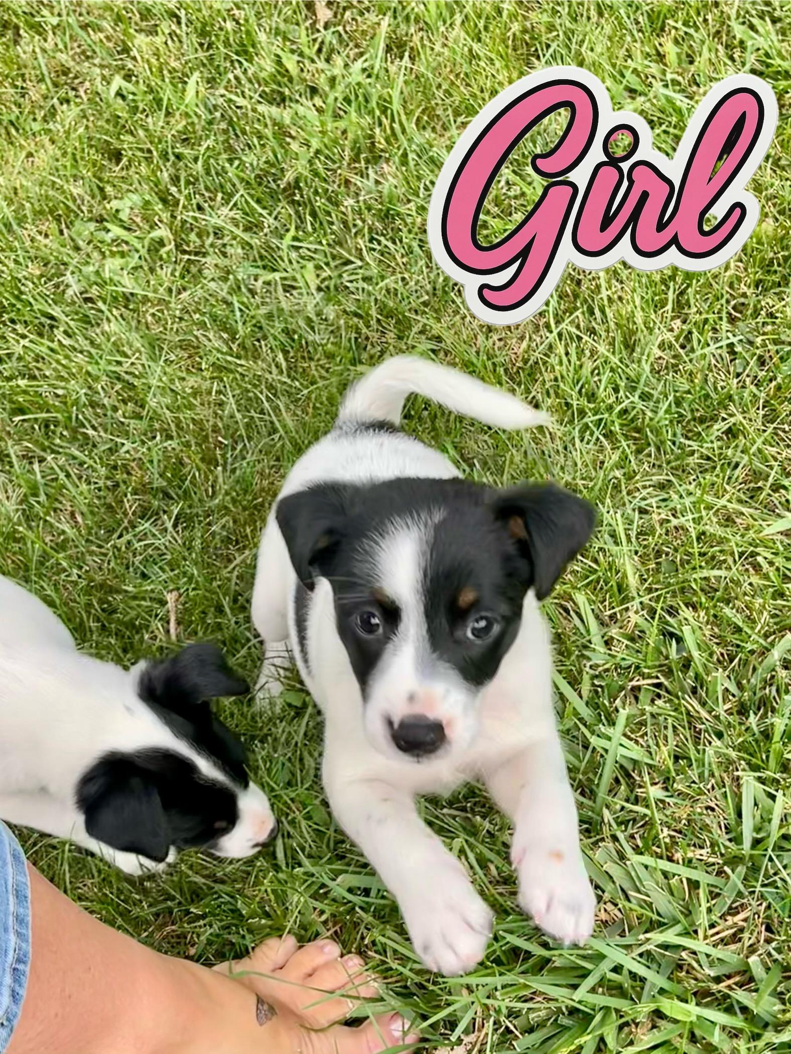 Jazzy and her siblings