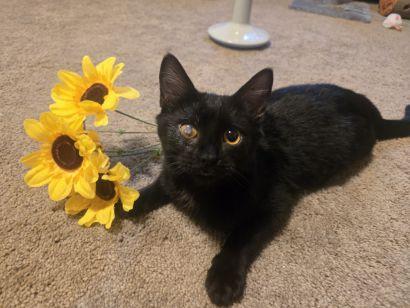 Bibi, Adoptable, Young Female Domestic Short Hair & Domestic Short Hair.