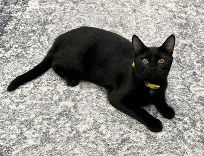 Enlarge Bibi, a Adoptable Domestic Short Hair in Romeoville, IL image 2/3