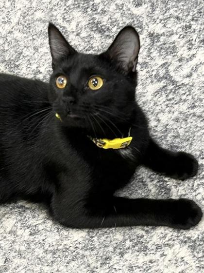 Bibi, a Adoptable Domestic Short Hair in Romeoville, IL image 3/3