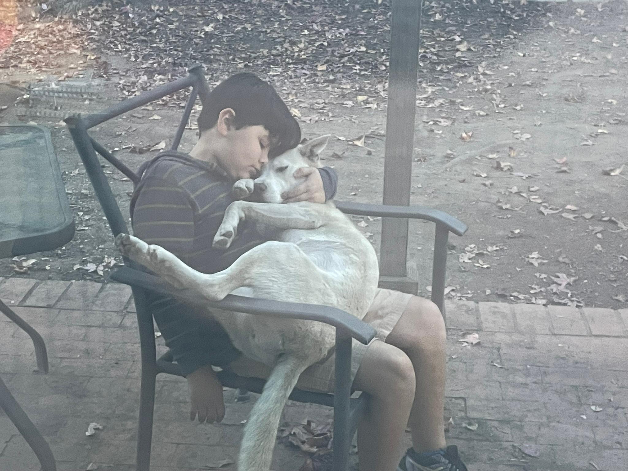 Enlarge Tala , a Adoptable Shepherd in santa monica, CA image 6/6