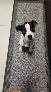 Ozzy, a Adoptable mixed breed in Huntington, NY image 1/3