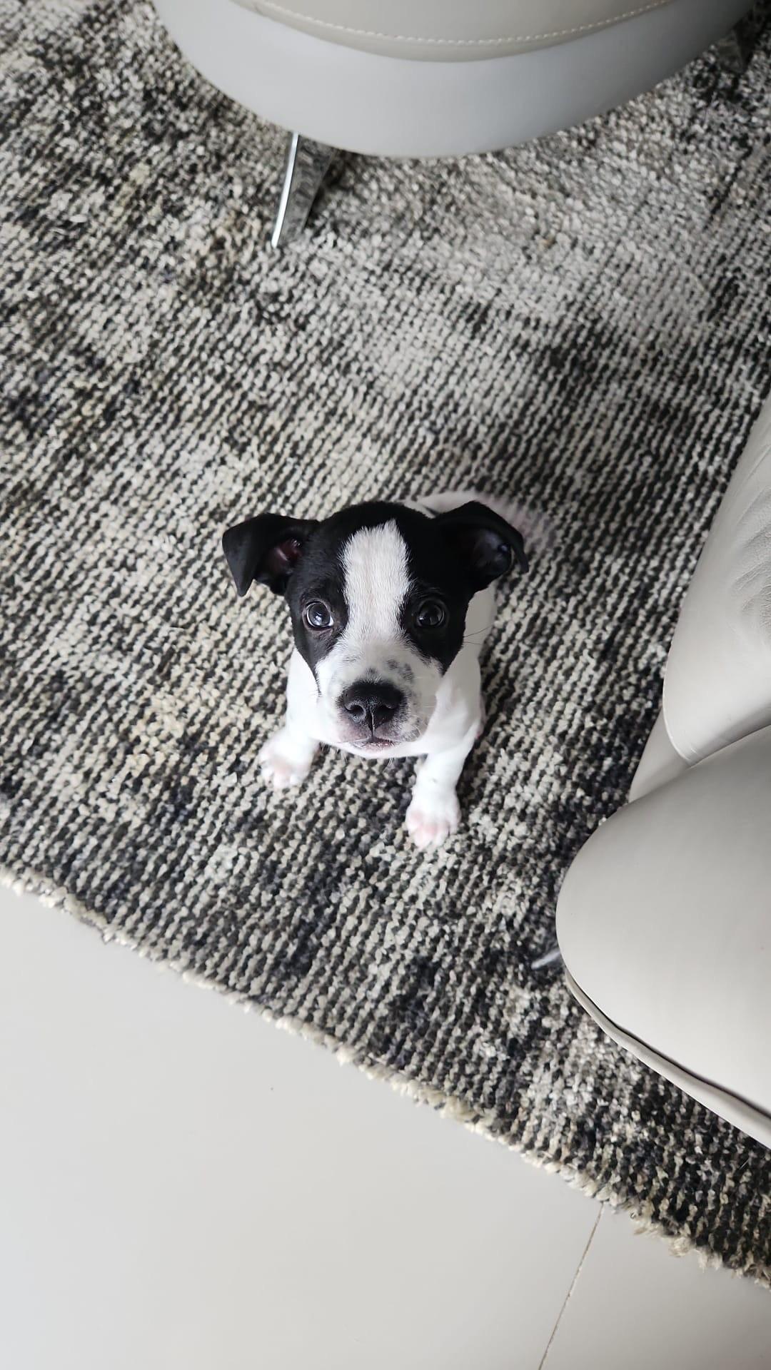 Ozzy, a Adoptable mixed breed in Huntington, NY image 2/3