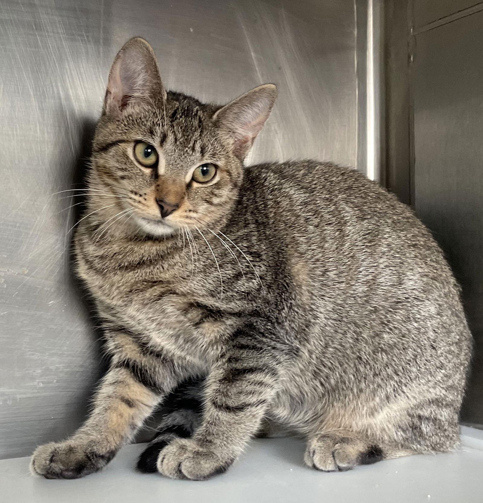 Doodle, a Adoptable Tabby in Carrollton, GA image 1/3