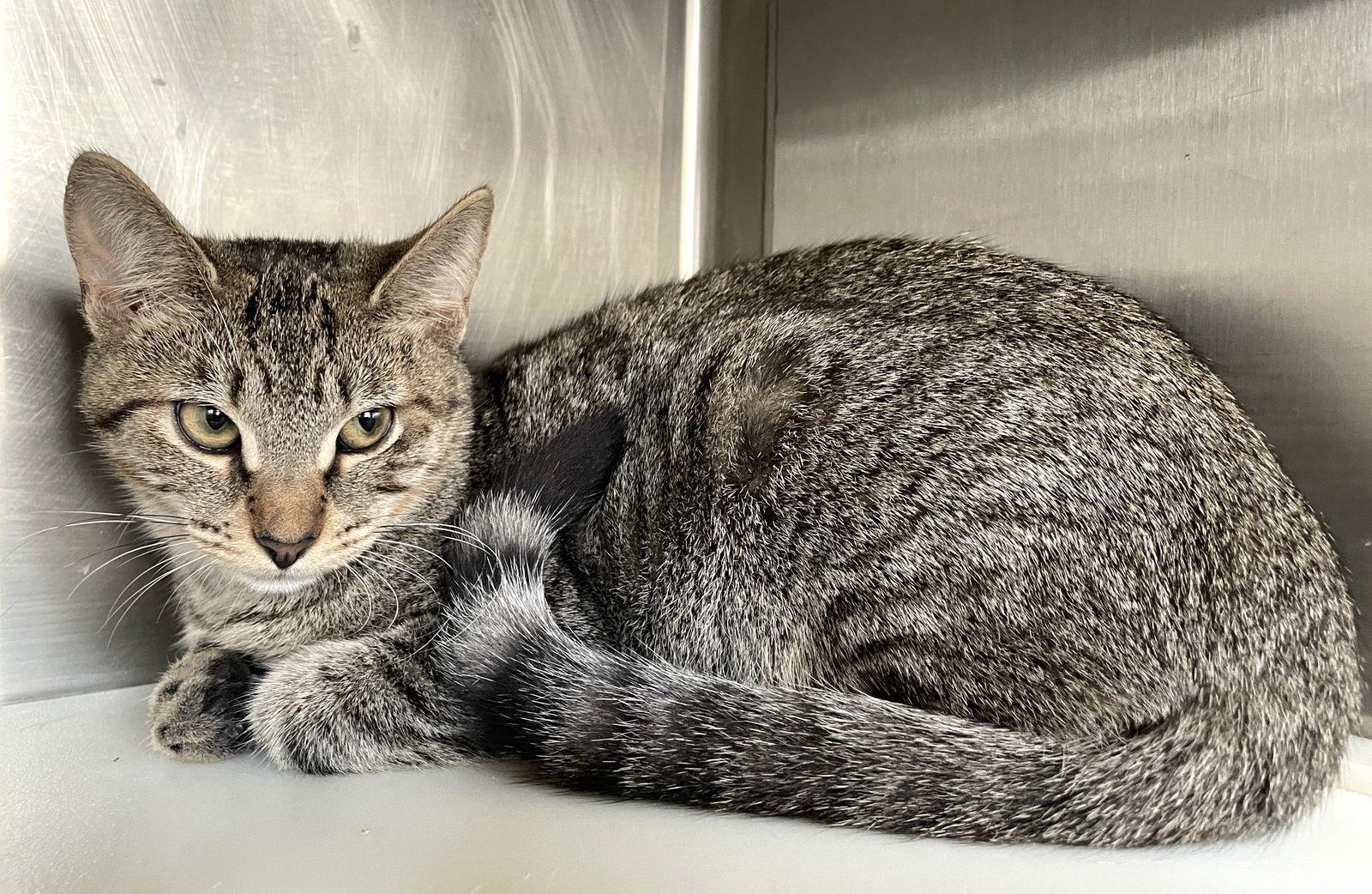 Doodle, a Adoptable Tabby in Carrollton, GA image 2/3