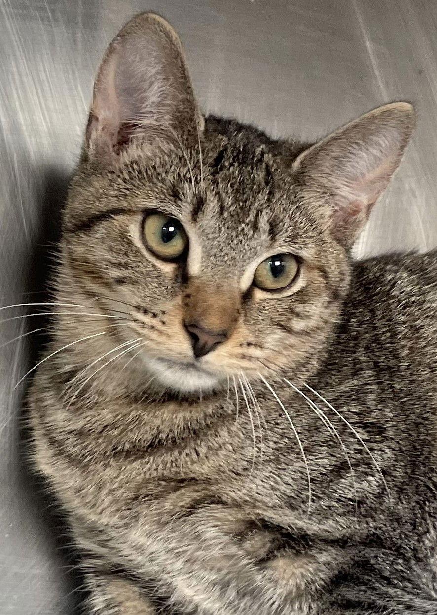 Doodle, a Adoptable Tabby in Carrollton, GA image 3/3