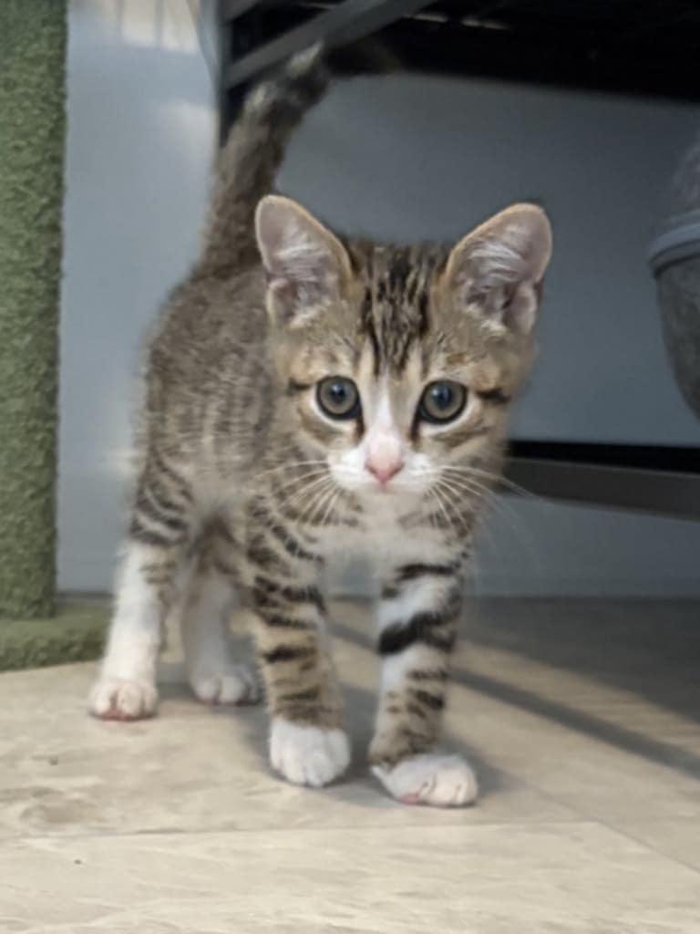 Enlarge Mater, a Adoptable mixed breed in Seaford, DE image 1/1