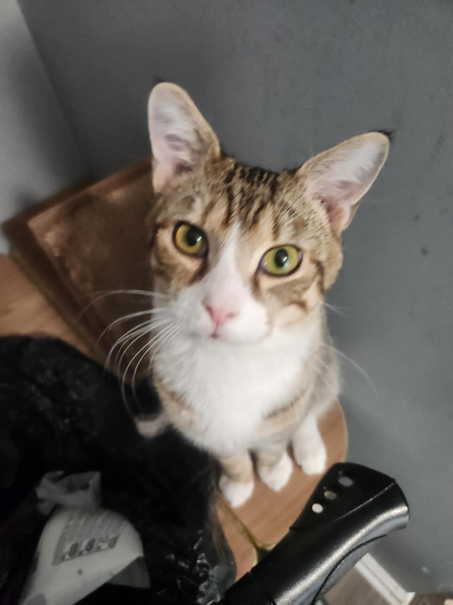 Enlarge Mater, a Adoptable mixed breed in Seaford, DE image 1/3