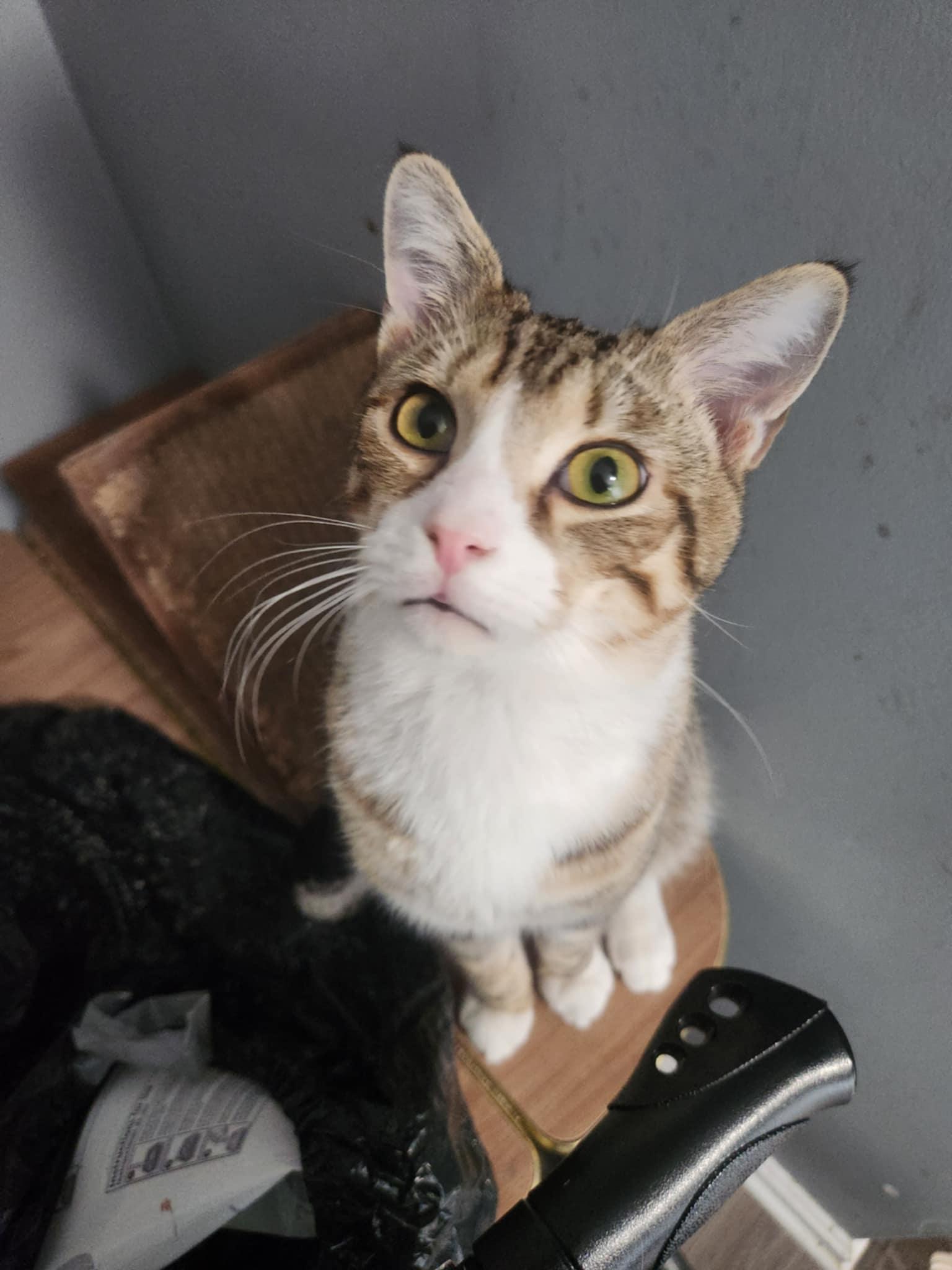 Enlarge Mater, a Adoptable mixed breed in Seaford, DE image 2/3