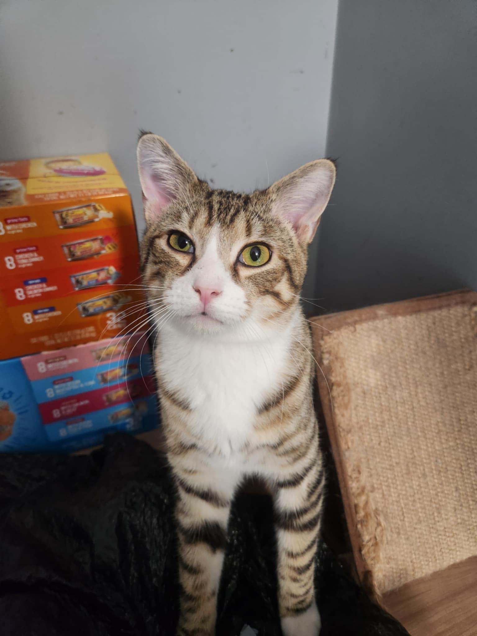 Enlarge Mater, a Adoptable mixed breed in Seaford, DE image 3/3