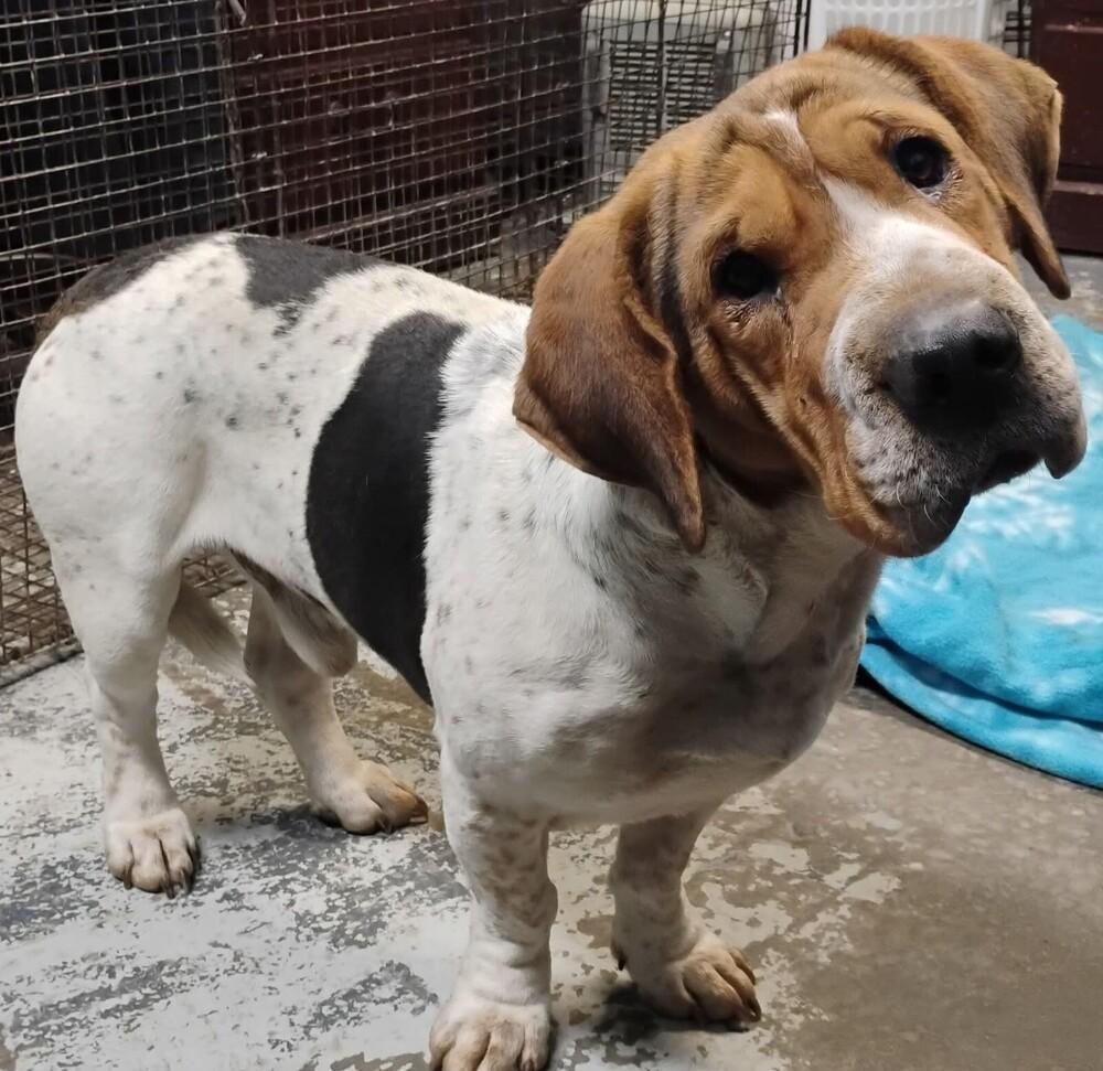 Brutus #14, Adoptable, Adult Male Basset Hound.