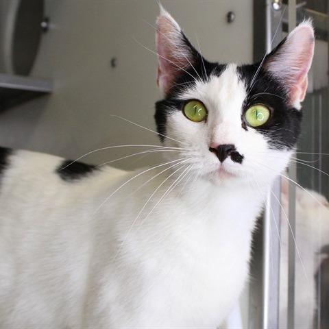 Enlarge Zelda, a Adoptable Domestic Short Hair in Hopkinton, MA image 1/2