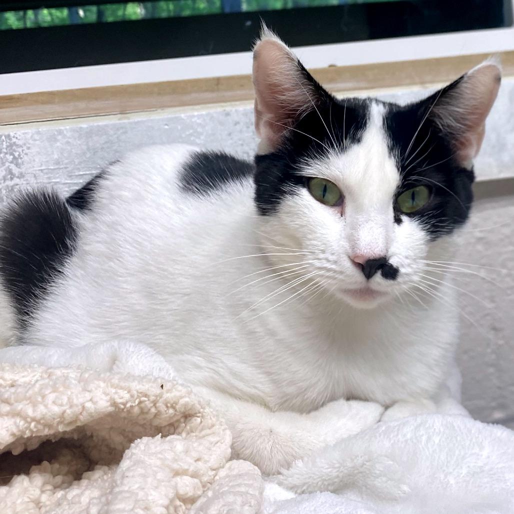 Enlarge Zelda, a Adoptable Domestic Short Hair in Hopkinton, MA image 2/2