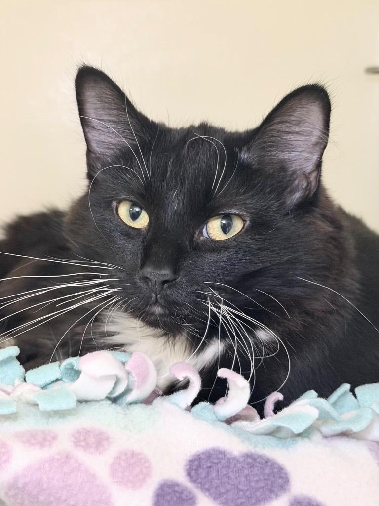 Rihanna, Adoptable, Young Female Domestic Short Hair.