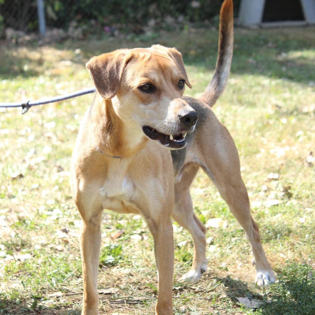 Indigo, Adoptable, Adult Male Mixed Breed.