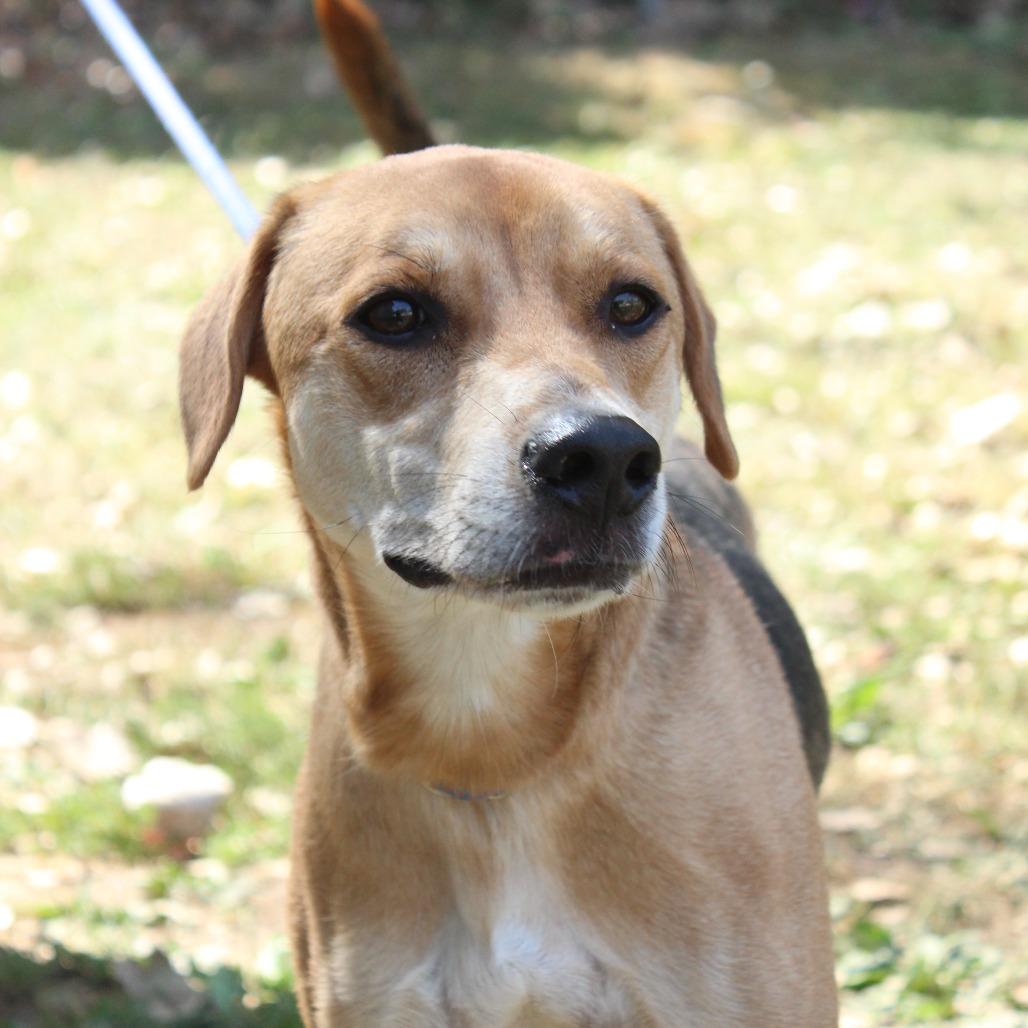 Enlarge Indigo, a Adoptable Mixed Breed in Warrensburg, MO image 3/6