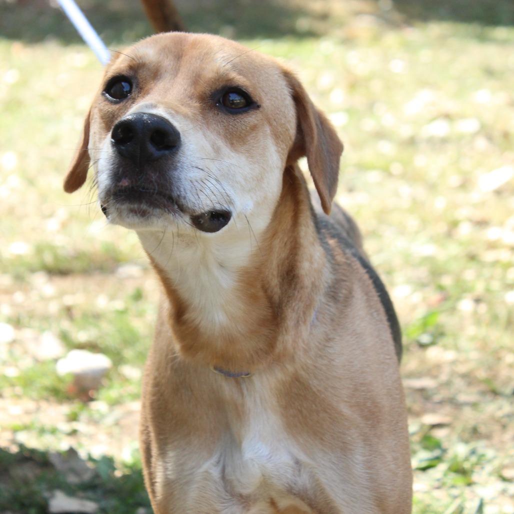 Indigo, a Adoptable Mixed Breed in Warrensburg, MO image 3/6