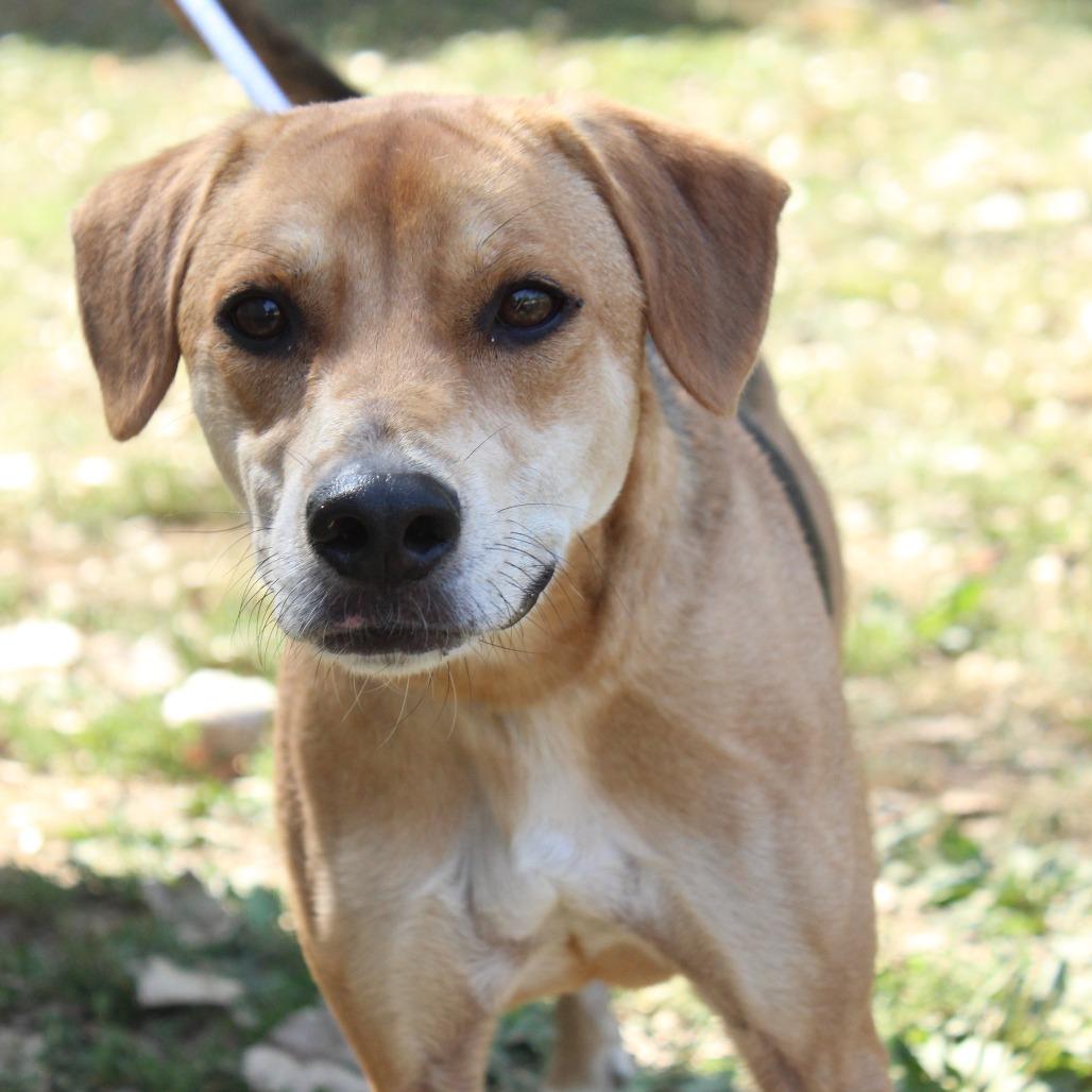Enlarge Indigo, a Adoptable Mixed Breed in Warrensburg, MO image 4/6
