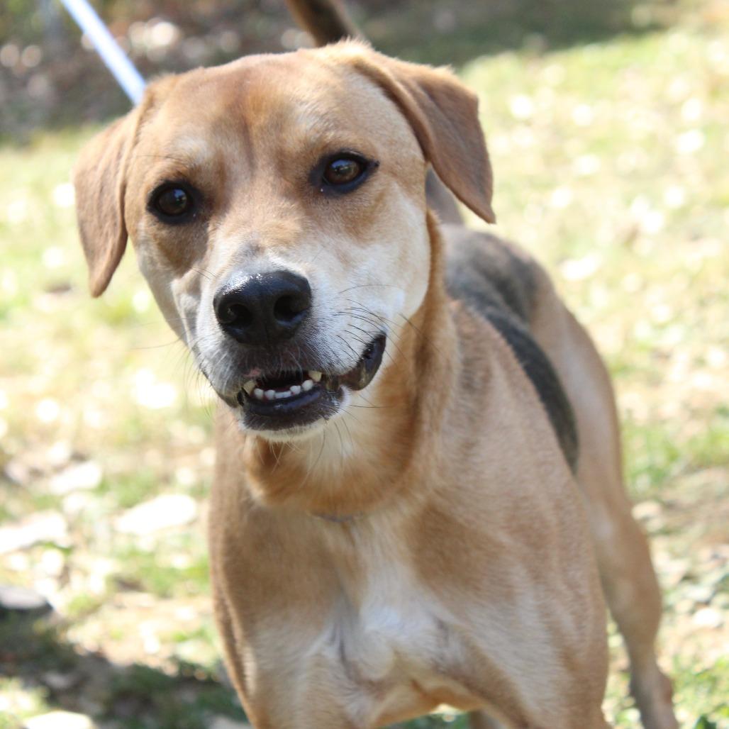 Indigo, a Adoptable Mixed Breed in Warrensburg, MO image 5/6