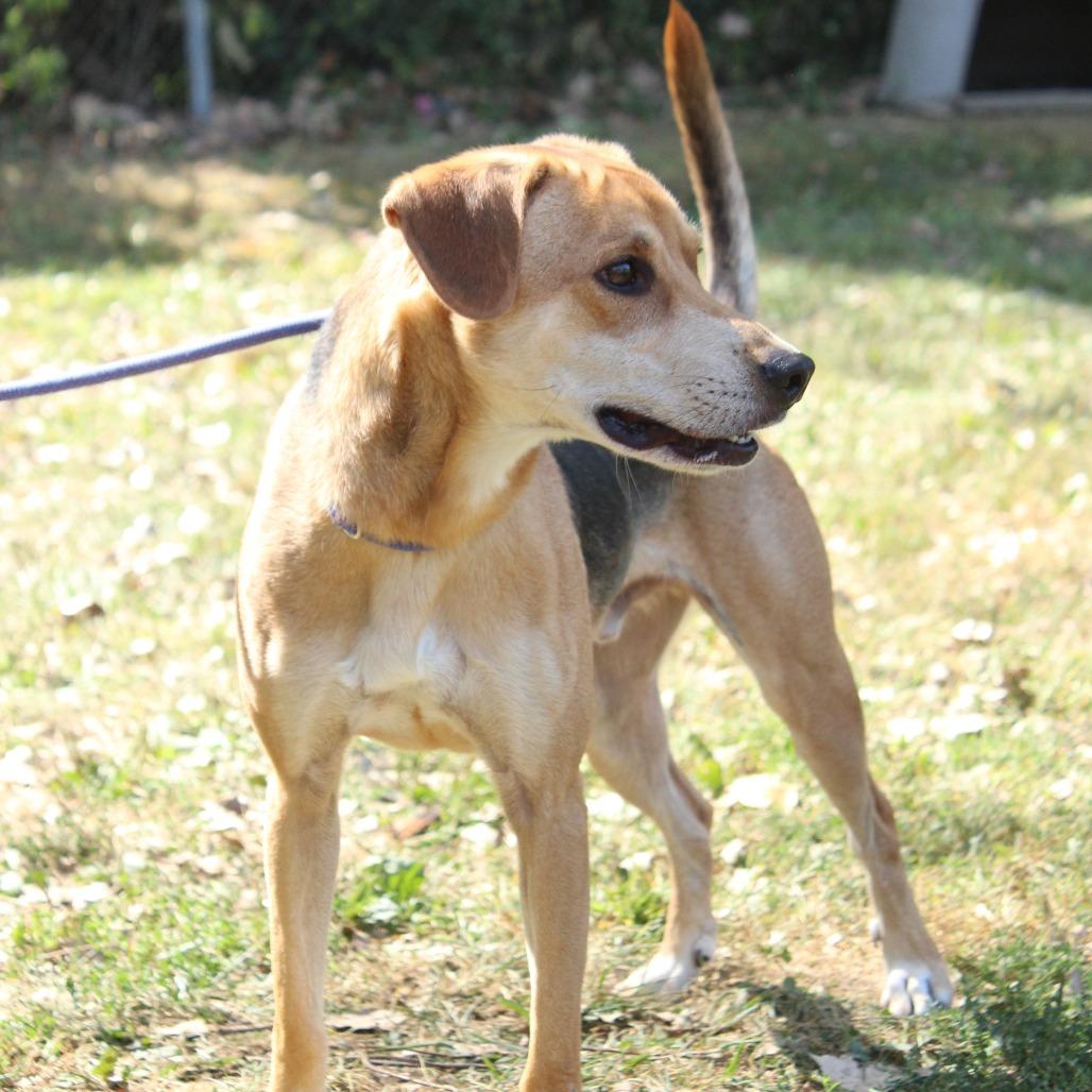 Enlarge Indigo, a Adoptable Mixed Breed in Warrensburg, MO image 5/6