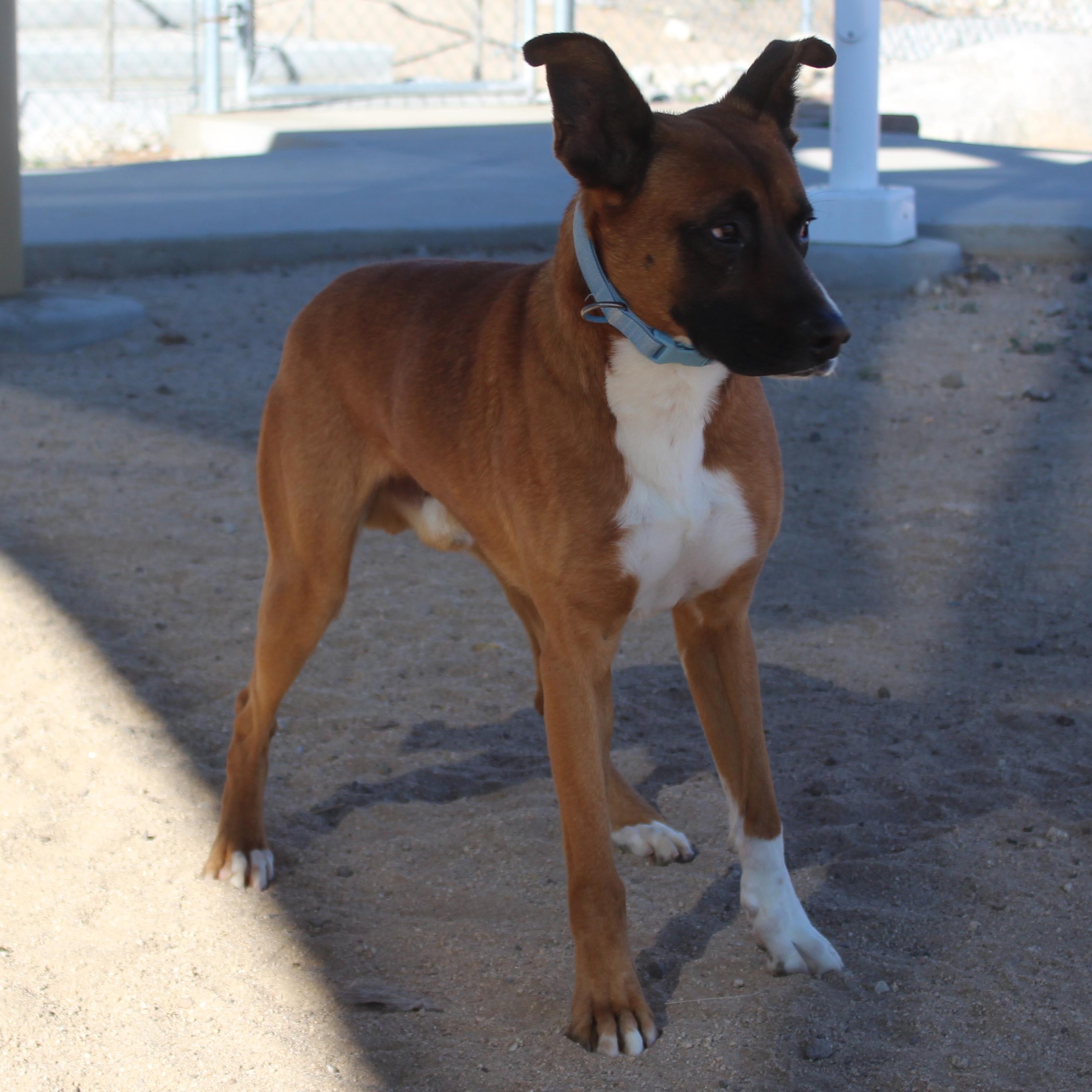 Bruce, Adoptable, Young Male Shepherd.