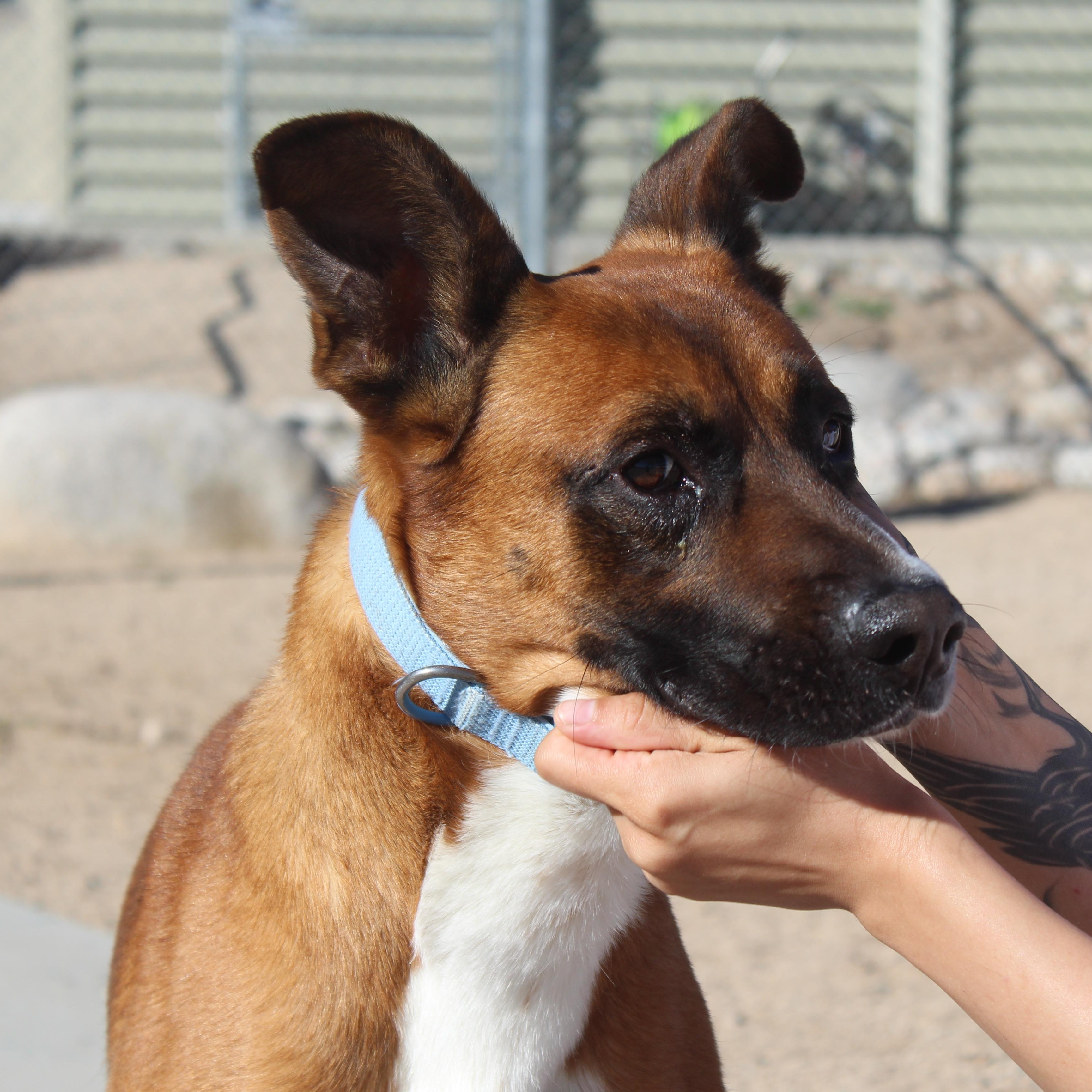 Bruce, a Adoptable Shepherd in Yucca Valley, CA image 2/2