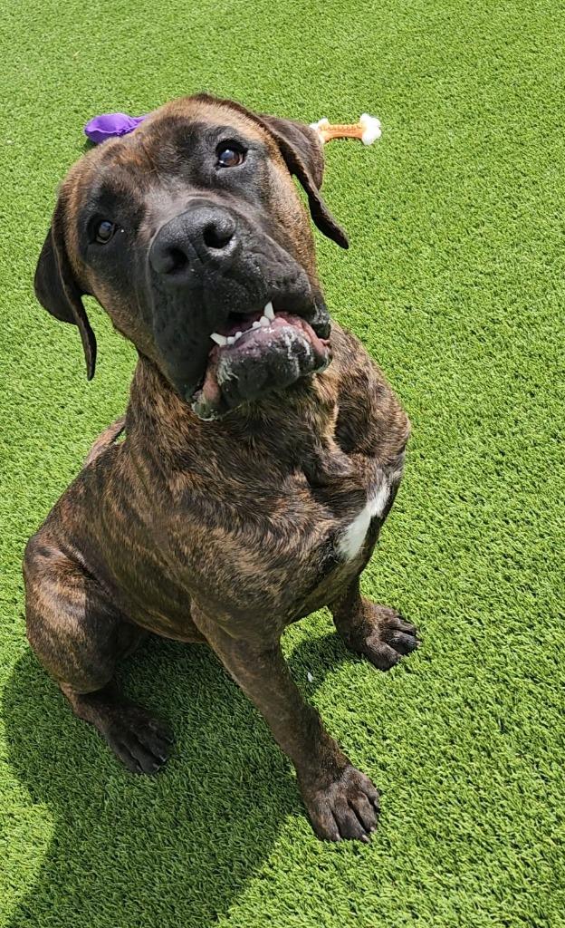 Enlarge Bruno, a ADOPTABLE Mastiff in Frankfort, KY image 3/5