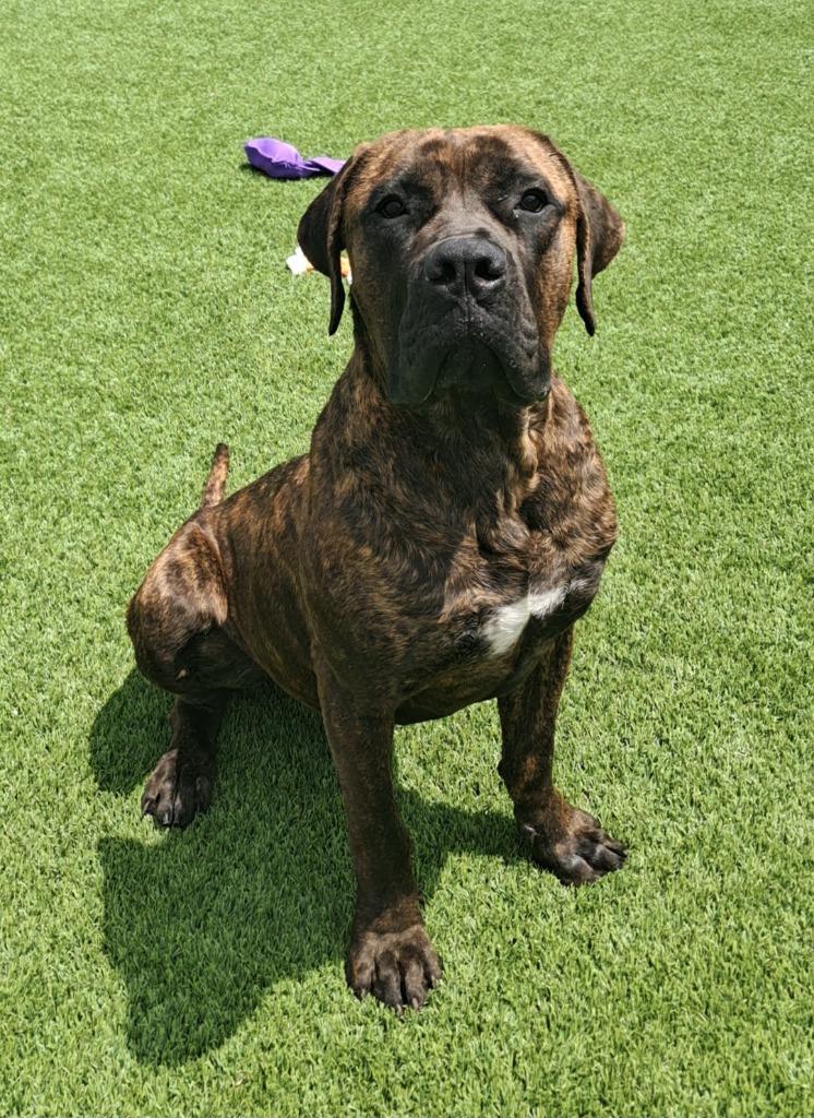 Enlarge Bruno, a ADOPTABLE Mastiff in Frankfort, KY image 4/5