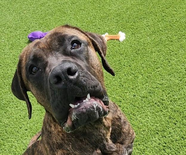 Bruno, ADOPTABLE, Young Male Mastiff.
