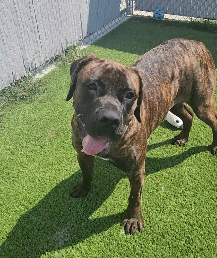 Enlarge Bruno, a ADOPTABLE Mastiff in Frankfort, KY image 5/5
