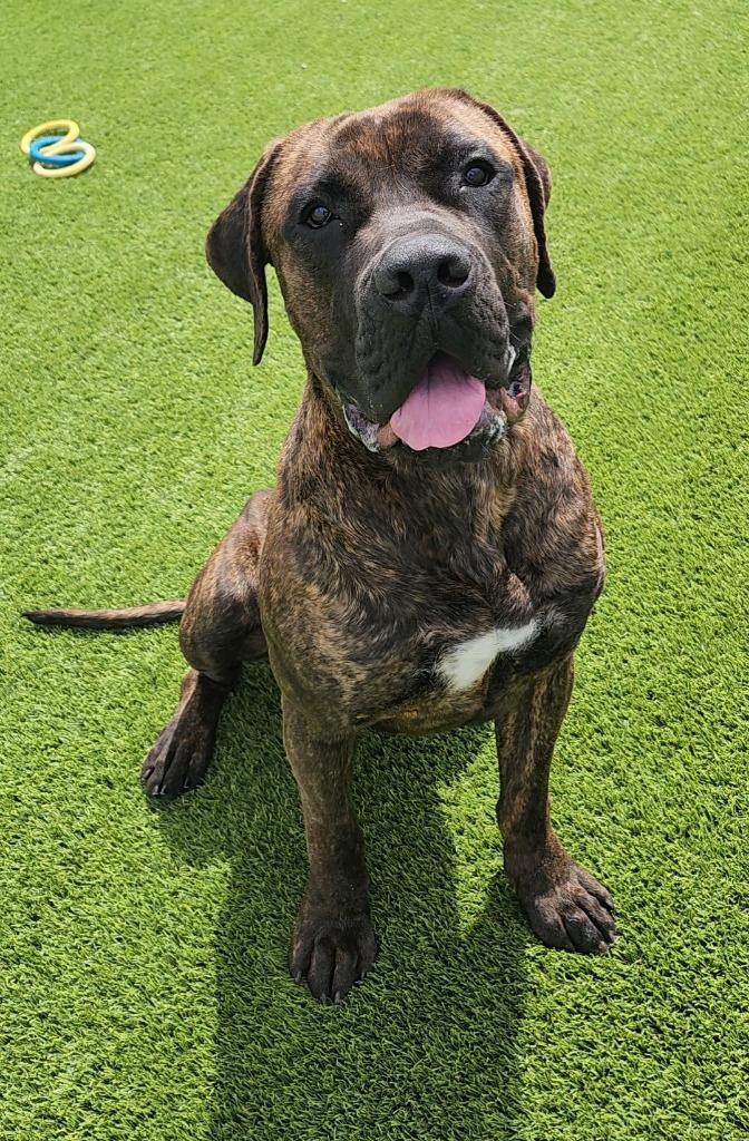 Enlarge Bruno, a ADOPTABLE Mastiff in Frankfort, KY image 2/5